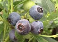 Blueberry, Earliblue