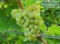 Bacchus grapes growing in Chafor Wine Estate near Buckingham.