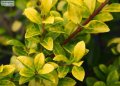 Holly, Golden Box-leaved