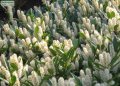 Long spikes of fragrant white flowers in April