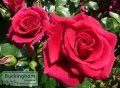 Rose, Lovestruck