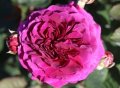 Rose, Timeless Purple