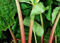 Rhubarb, Stockbridge Arrow