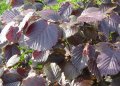 Leaves on Hazel, Purple-leaf grown as a shrub.