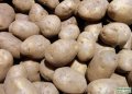 Seed Potato Nicola