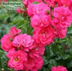 Rose, Flower Carpet Pink Supreme