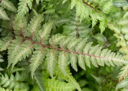 Fronds on a young plant