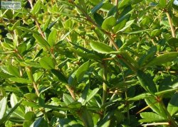 Glossy, heavily spined leaves ideal to make an impenetrable hedge.
