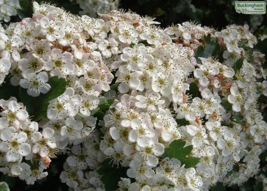 Native hedge covered with small flowers in May.