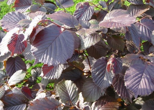 Hazelnut, Purple-leaf Filbert