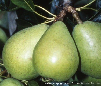 Pear, Invincible (Fertilia, Fertilia Delbard Delwilmor)